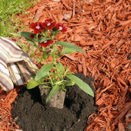 red-mulch-all-natural-dye-1