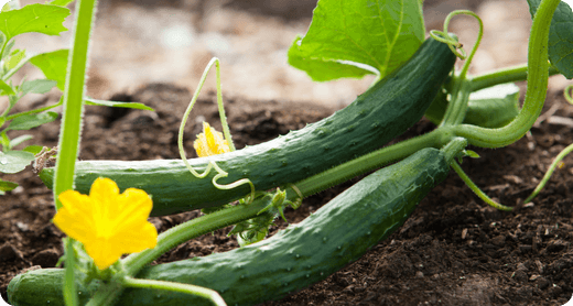 Big Yellow Bag Soil vs Garden Bag [2025]